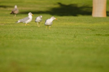 Sarı bacaklı martılar Larus Michael Atlantis golf sahasında. Karpuz Golfü. Büyük Kanarya. Kanarya Adaları. İspanya.