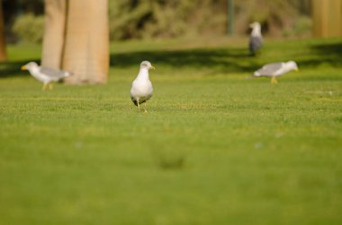 Sarı bacaklı martılar Larus Michael Atlantis golf sahasında. Karpuz Golfü. Büyük Kanarya. Kanarya Adaları. İspanya.
