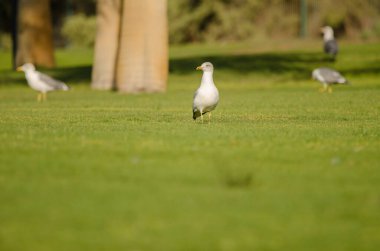 Sarı bacaklı martılar Larus Michael Atlantis golf sahasında. Karpuz Golfü. Büyük Kanarya. Kanarya Adaları. İspanya.