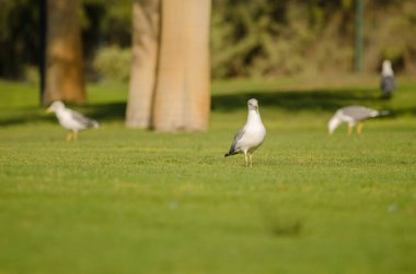 Sarı bacaklı martılar Larus Michael Atlantis golf sahasında. Karpuz Golfü. Büyük Kanarya. Kanarya Adaları. İspanya.
