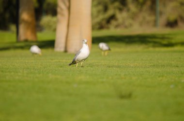 Sarı bacaklı martılar Larus Michael Atlantis golf sahasında. Karpuz Golfü. Büyük Kanarya. Kanarya Adaları. İspanya.