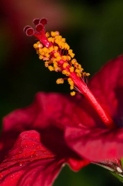 Çin amfibiscus hibiscus rosa-sinensis çiçeğinin lifleriyle kalakalır. Las Palmas de Gran Kanaryası. Büyük Kanarya. Kanarya Adaları. İspanya.