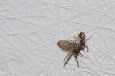 Banyo güvesi olan zıplayan örümcek av olarak Clogmia Albipunctata 'yı kullanıyor. Las Palmas de Gran Kanaryası. Büyük Kanarya. Kanarya Adaları. İspanya.