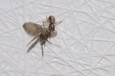 Banyo güvesi olan zıplayan örümcek av olarak Clogmia Albipunctata 'yı kullanıyor. Las Palmas de Gran Kanaryası. Büyük Kanarya. Kanarya Adaları. İspanya.