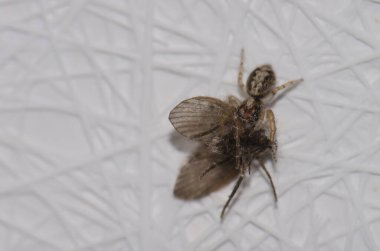 Banyo güvesi olan zıplayan örümcek av olarak Clogmia Albipunctata 'yı kullanıyor. Las Palmas de Gran Kanaryası. Büyük Kanarya. Kanarya Adaları. İspanya.