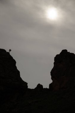 Gran Canaria Dracaena Tamaranae 'nin ejderha ağacı bir uçurumun arkasında. El Sao 'da. Arginguin vadisi. Büyük Kanarya. Kanarya Adaları. İspanya.