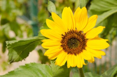 Helianthus Annuus ayçiçeğinin çiçeği. Barranquillo Andres. Arginguin vadisi. Mogan. Büyük Kanarya. Kanarya Adaları. İspanya.