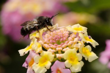 Lantana Lantana Camara 'nın çiçeklerindeki arı kanesanları. Las Palmas de Gran Kanaryası. Büyük Kanarya. Kanarya Adaları. İspanya.