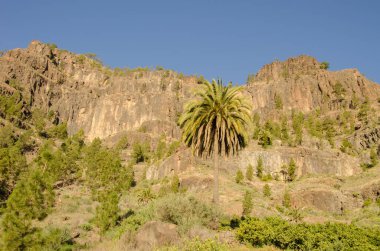 Kanarya adası palmiye ağaçlarının kanaryaları bir uçurumun yanında. Arginguin vadisi. Mogan. Büyük Kanarya. Kanarya Adaları. İspanya.