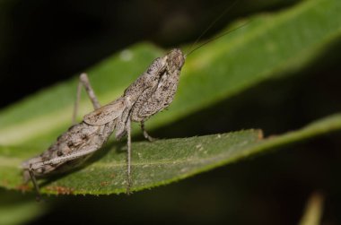 Mantis Pseudoyersinia subaptera. Barranquillo Andres. Mogan. Büyük Kanarya. Kanarya Adaları. İspanya.