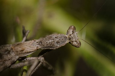 Mantis Pseudoyersinia subaptera. Barranquillo Andres. Mogan. Büyük Kanarya. Kanarya Adaları. İspanya.