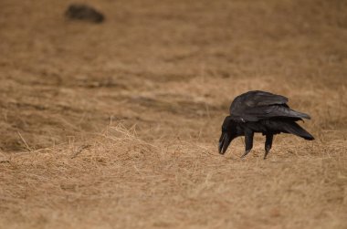 Yiyecek arayan kuzgun Corvus Corax Canariensis. Nublo Kırsal Parkı. Tejeda. Büyük Kanarya. Kanarya Adaları. İspanya.
