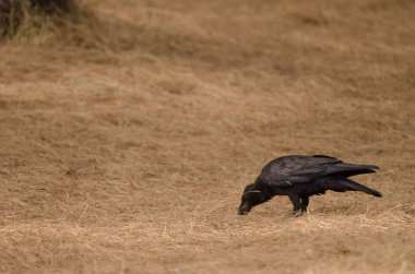 Yiyecek arayan kuzgun Corvus Corax Canariensis. Nublo Kırsal Parkı. Tejeda. Büyük Kanarya. Kanarya Adaları. İspanya.