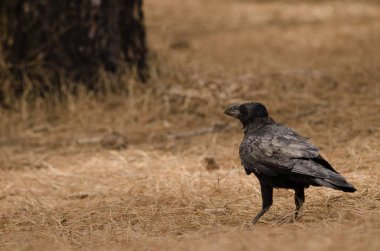 Kuzgun Corvus corax canariensis. Nublo Kırsal Parkı. Tejeda. Büyük Kanarya. Kanarya Adaları. İspanya.