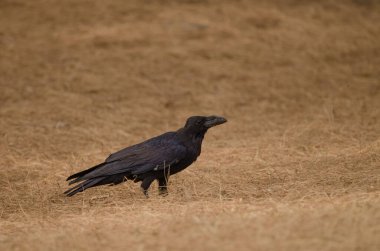 Kuzgun Corvus corax canariensis. Nublo Kırsal Parkı. Tejeda. Büyük Kanarya. Kanarya Adaları. İspanya.