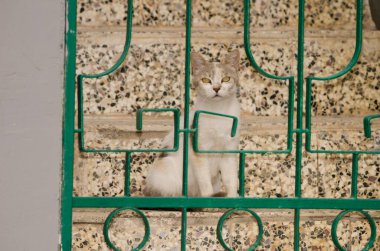 Evcil kedi Felis Silvestris Catus. Büyük Kanarya. Kanarya Adaları. İspanya.