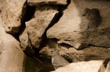 Dişi Gran Kanarya mavi papatya balığı Fringilla polatzeki ve su kaynağı. Integral Inagua Doğal Rezervi. Büyük Kanarya. Kanarya Adaları. İspanya.