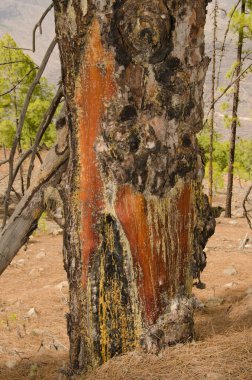 Kanarya Adası çamı kanaryası. Bagajında reçine izleri var. Integral Inagua Doğal Rezervi. Büyük Kanarya. Kanarya Adaları. İspanya.