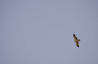 Uçan Kartal Hieraetus Pennatus. Integral Inagua Doğal Rezervi. Büyük Kanarya. Kanarya Adaları. İspanya.