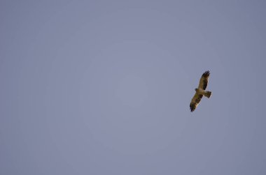 Uçan Kartal Hieraetus Pennatus. Integral Inagua Doğal Rezervi. Büyük Kanarya. Kanarya Adaları. İspanya.