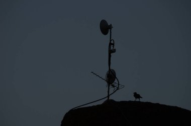 Gün batımında bir antenin yanında bir kuzgun Corvus Corax Canariensis. Cruz de Pajonales. Tejeda. Büyük Kanarya. Kanarya Adaları. İspanya.