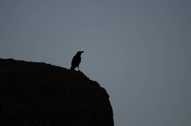 Gün batımında bilinen kuzgun Corvus Corax Canariensis. Cruz de Pajonales. Nublo Kırsal Parkı. Tejeda. Büyük Kanarya. Kanarya Adaları. İspanya.