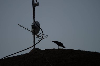Gün batımında bir antenin yanında bir kuzgun Corvus Corax Canariensis. Cruz de Pajonales. Tejeda. Büyük Kanarya. Kanarya Adaları. İspanya.