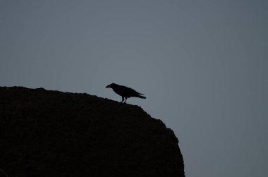 Gün batımında bilinen kuzgun Corvus Corax Canariensis. Cruz de Pajonales. Nublo Kırsal Parkı. Tejeda. Büyük Kanarya. Kanarya Adaları. İspanya.