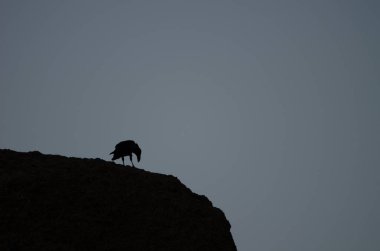 Gün batımında bilinen kuzgun Corvus Corax Canariensis. Cruz de Pajonales. Nublo Kırsal Parkı. Tejeda. Büyük Kanarya. Kanarya Adaları. İspanya.