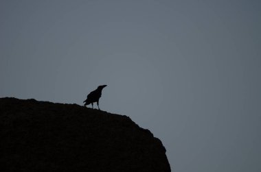 Gün batımında bilinen kuzgun Corvus Corax Canariensis. Cruz de Pajonales. Nublo Kırsal Parkı. Tejeda. Büyük Kanarya. Kanarya Adaları. İspanya.