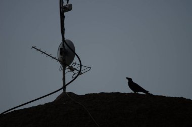 Gün batımında bir antenin yanında bir kuzgun Corvus Corax Canariensis. Cruz de Pajonales. Tejeda. Büyük Kanarya. Kanarya Adaları. İspanya.