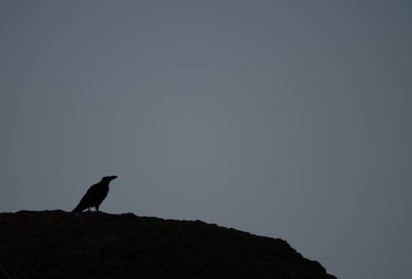 Gün batımında bilinen kuzgun Corvus Corax Canariensis. Cruz de Pajonales. Nublo Kırsal Parkı. Tejeda. Büyük Kanarya. Kanarya Adaları. İspanya.