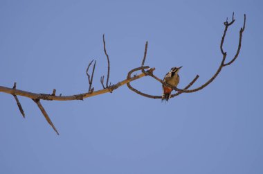 Benekli çocuksu ağaçkakan Dendrocopos Major Thanneri. Integral Inagua Doğal Rezervi. Büyük Kanarya. Kanarya Adaları. İspanya.