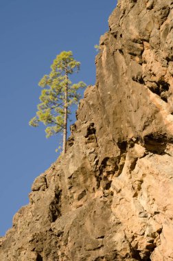 Kanarya Adası Pinus kanaryası bir uçurumun kenarında. Solapon de La Carniceria 'da. Integral Inagua Doğal Rezervi. Tejeda. Büyük Kanarya. Kanarya Adaları. İspanya.