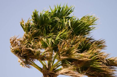 Meksikalı taraftar Palm Washingtonia Robusta rüzgarda dalgalanan yapraklarla. Las Palmas de Gran Kanaryası. Büyük Kanarya. Kanarya Adaları. İspanya.