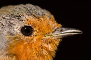 Gran Canaria Robin Erithacus kuklası. Nublo Kırsal Parkı. Tejeda. Büyük Kanarya. Kanarya Adaları. İspanya.