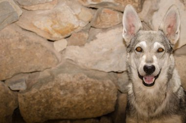 Köpek Lobito Herreno. Cruz de Pajonales. Tejeda. Büyük Kanarya. Kanarya Adaları. İspanya.