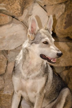 Köpek Lobito Herreno. Cruz de Pajonales. Tejeda. Büyük Kanarya. Kanarya Adaları. İspanya.