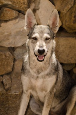 Köpek Lobito Herreno. Cruz de Pajonales. Tejeda. Büyük Kanarya. Kanarya Adaları. İspanya.