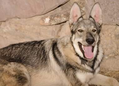 Köpek Lobito Herreno. Cruz de Pajonales. Tejeda. Büyük Kanarya. Kanarya Adaları. İspanya.