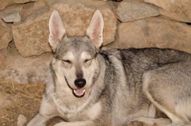 Köpek Lobito Herreno. Cruz de Pajonales. Tejeda. Büyük Kanarya. Kanarya Adaları. İspanya.