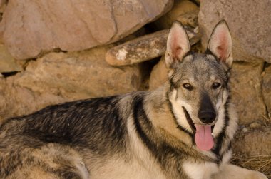Köpek Lobito Herreno. Cruz de Pajonales. Tejeda. Büyük Kanarya. Kanarya Adaları. İspanya.