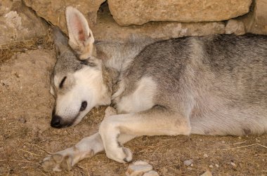 Köpek Lobito Herreno. Cruz de Pajonales. Tejeda. Büyük Kanarya. Kanarya Adaları. İspanya.