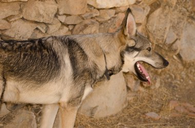Köpek Lobito Herreno. Cruz de Pajonales. Tejeda. Büyük Kanarya. Kanarya Adaları. İspanya.