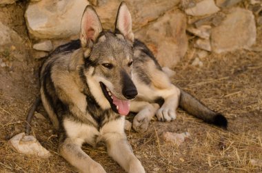 Köpek Lobito Herreno. Cruz de Pajonales. Tejeda. Büyük Kanarya. Kanarya Adaları. İspanya.