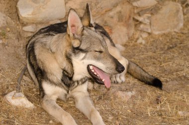 Köpek Lobito Herreno. Cruz de Pajonales. Tejeda. Büyük Kanarya. Kanarya Adaları. İspanya.