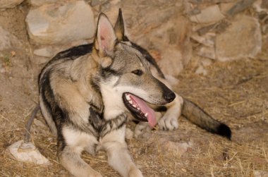 Köpek Lobito Herreno. Cruz de Pajonales. Tejeda. Büyük Kanarya. Kanarya Adaları. İspanya.