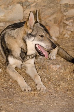 Köpek Lobito Herreno. Cruz de Pajonales. Tejeda. Büyük Kanarya. Kanarya Adaları. İspanya.