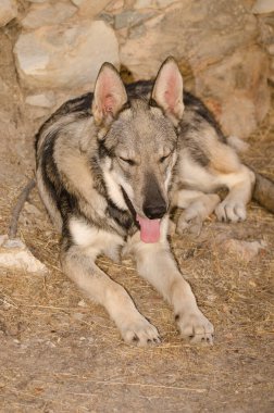 Köpek Lobito Herreno. Cruz de Pajonales. Tejeda. Büyük Kanarya. Kanarya Adaları. İspanya.