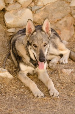 Köpek Lobito Herreno. Cruz de Pajonales. Tejeda. Büyük Kanarya. Kanarya Adaları. İspanya.